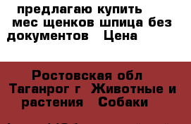 предлагаю купить  1,5 мес.щенков шпица без документов › Цена ­ 3 000 - Ростовская обл., Таганрог г. Животные и растения » Собаки   